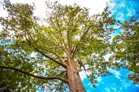 Best Tree Maintenance Programs  in Mount Hermon, VA