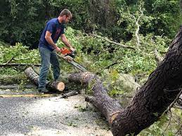 Reliable Mount Hermon, VA  Tree Services Solutions