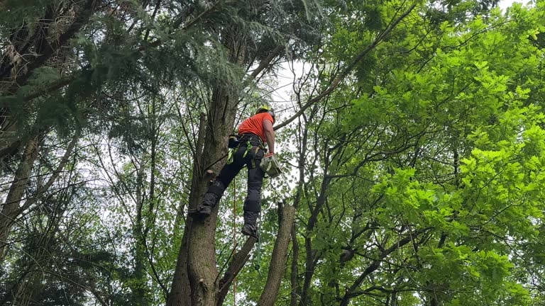 Best Leaf Removal  in Mount Hermon, VA