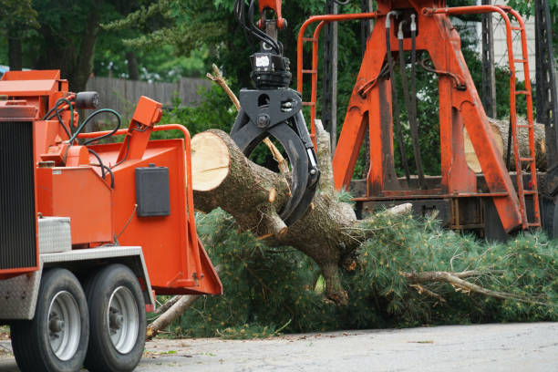 Best Seasonal Cleanup (Spring/Fall)  in Mount Hermon, VA