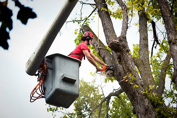 Why Choose Our Tree Removal Services in Mount Hermon, VA?