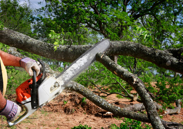 Best Stump Grinding and Removal  in Mount Hermon, VA